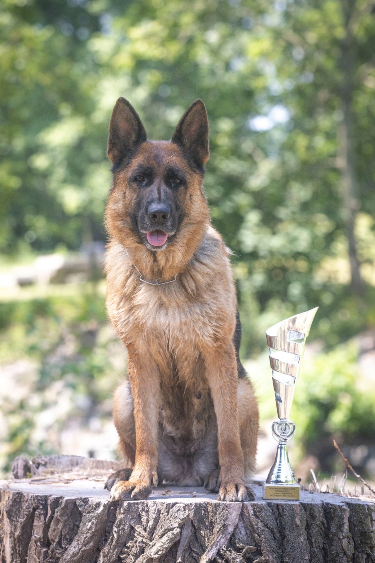 Daira Hartis Bohemia