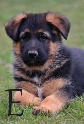 Cairon Bri-Jack x Daira Hartis Bohemia