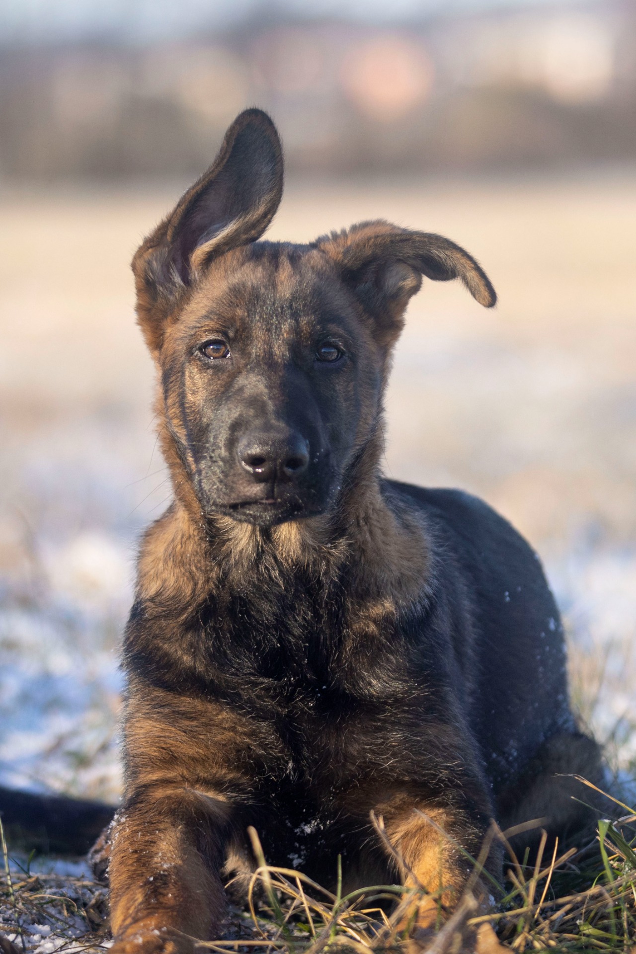 Atrey od Hradčanského rybníka